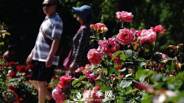 陶然亭公園勝春山房景區(qū)月季開放正當時(圖3)