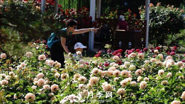 陶然亭公園勝春山房景區(qū)月季開放正當時(圖1)