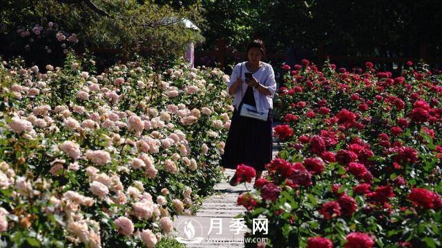 陶然亭公園勝春山房景區(qū)月季開放正當時(圖7)