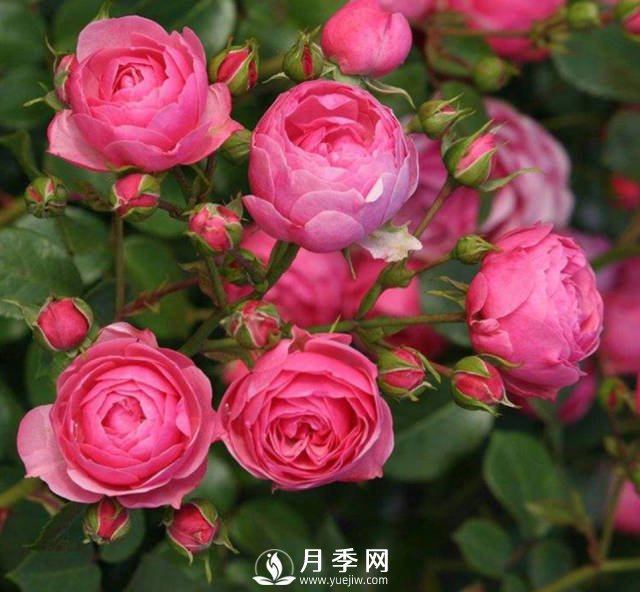 新手，怎么讓月季安全的度夏(圖1)