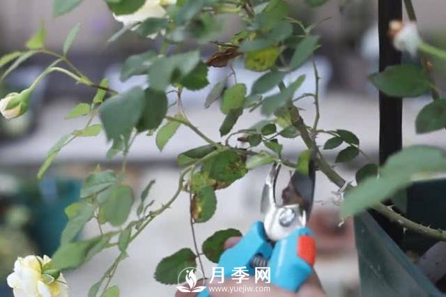 夏天養(yǎng)護月季 這個技巧你的會a(圖2)
