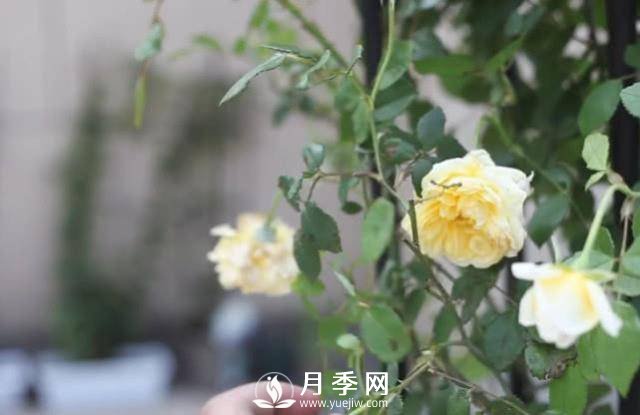 夏天養(yǎng)護月季 這個技巧你的會a(圖1)
