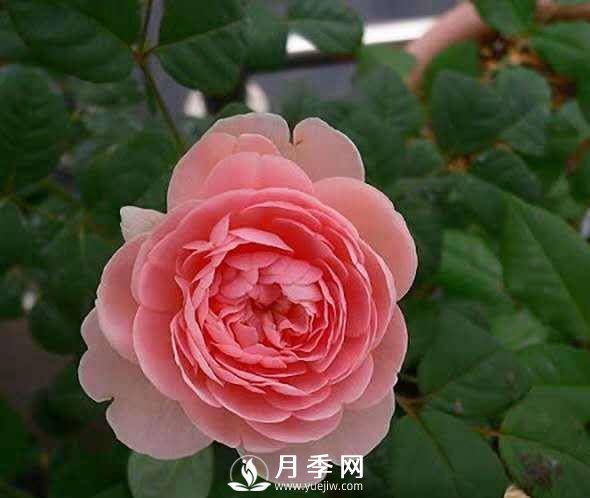 月季怎樣進行修剪與管理、養(yǎng)護(圖1)
