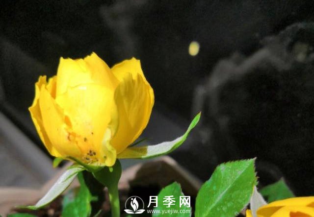 月季花期能不能施肥？用什么肥月季長(zhǎng)的好看開花又多？(圖1)