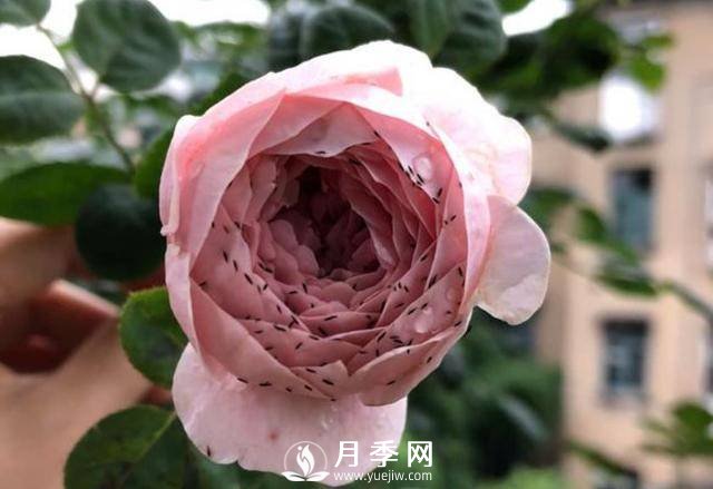 月季花期能不能施肥？用什么肥月季長(zhǎng)的好看開花又多？(圖2)