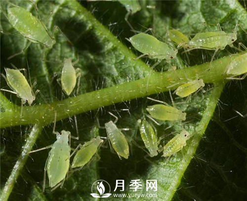 月季天敵：各種小蟲子 防治小攻略(圖1)