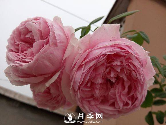 春季月季發(fā)芽后如何管理，才能開花多且顏色艷麗好看(圖1)