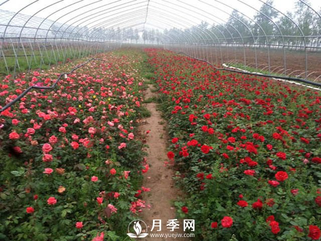 月季品種爆香紫(甜蜜馬車)的栽種和養(yǎng)護(hù)技巧(圖1)