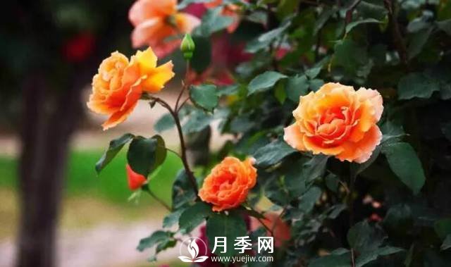想要月季春天開(kāi)的好 施肥不能馬虎(圖1)