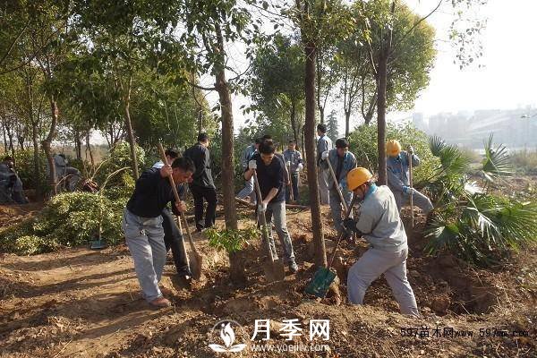 怎么保證苗木移植后100%成活呢？(圖1)