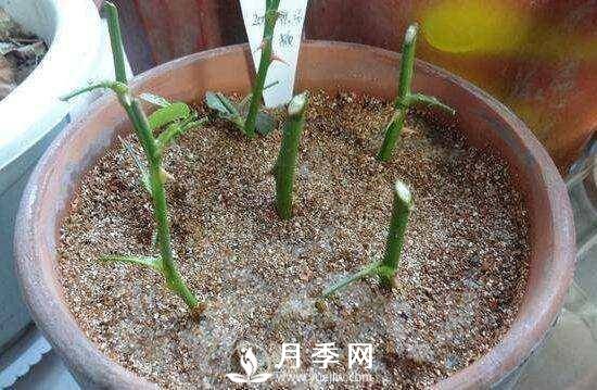 冬季扦插月季花，還能活嗎？(圖2)