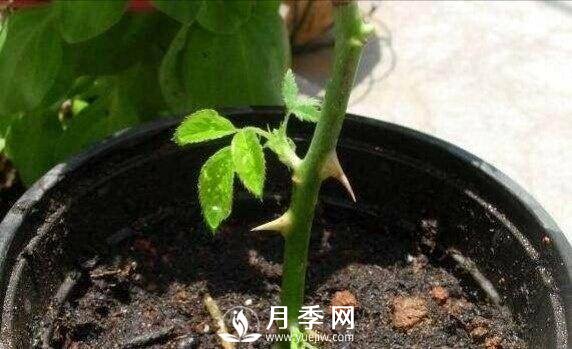 冬季扦插月季花，還能活嗎？(圖1)