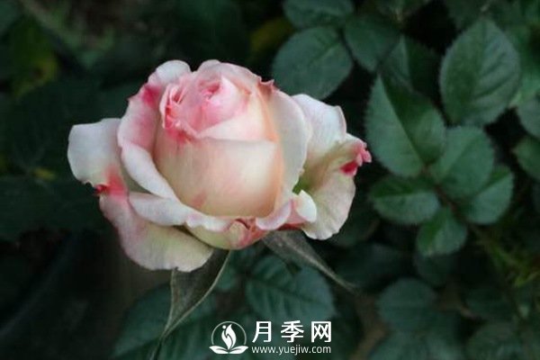 這么多迷人的月季品種，你喜歡哪一個(gè)(圖1)