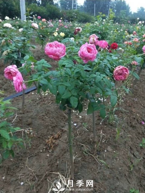 花農(nóng)又出新花樣！歐月嫁接到樹上，歐月棒棒糖(圖1)