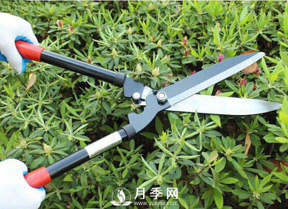記住這個(gè)修剪口訣 學(xué)會(huì)修剪 不怕月季長(zhǎng)不好(圖1)