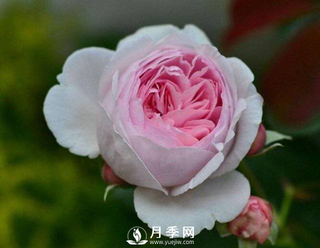 處暑過(guò)后需要你這樣養(yǎng)護(hù)月季 開花還能美一波(圖1)