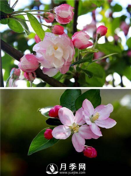 海棠花，與牡丹、蘭花、梅花并稱為“中國春花四絕”(圖1)