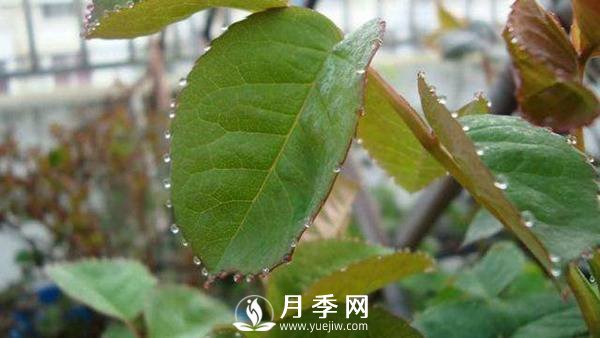 月季“吐水” 是怎么了？(圖1)