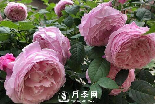 7月份這些月季花養(yǎng)護(hù)管理措施 你不看看怎么養(yǎng)好月季花(圖1)