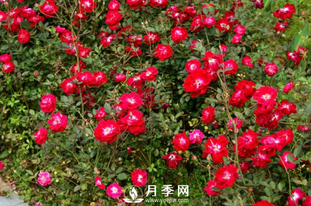 月季不開花？來排查一下養(yǎng)護上的原因(圖1)