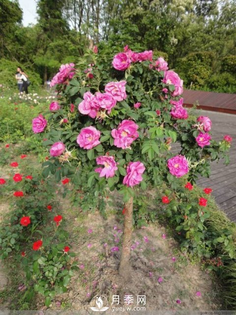 不放大招 月季樹怎么能花開爆？(圖3)