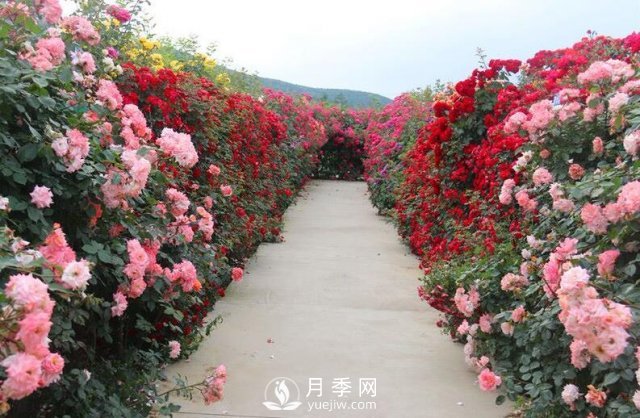 做花墻除了藤本月季花墻，還有這4種花(圖2)