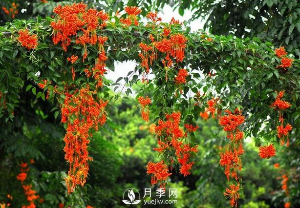 做花墻除了藤本月季花墻，還有這4種花(圖4)