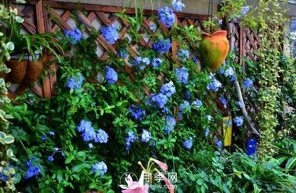 做花墻除了藤本月季花墻，還有這4種花(圖3)