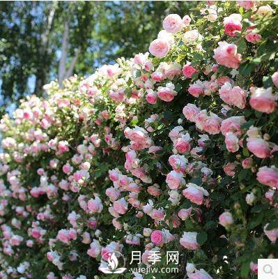 老花農手把手教你打造月季花墻 花開滿園 浪漫無比(圖1)