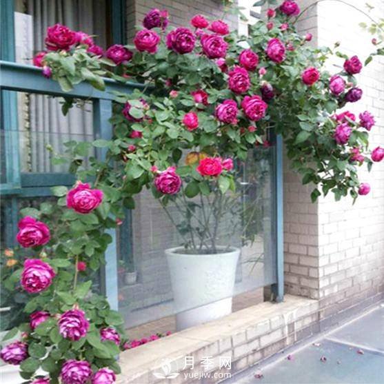 老花農手把手教你打造月季花墻 花開滿園 浪漫無比(圖2)