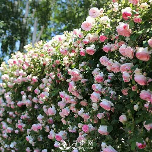 老花農手把手教你打造月季花墻 花開滿園 浪漫無比(圖3)