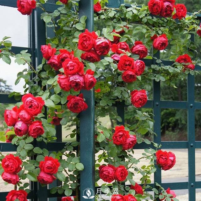 老花農手把手教你打造月季花墻 花開滿園 浪漫無比(圖4)