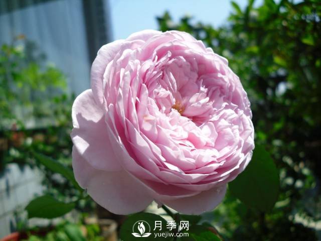 2020年冬季歐月裸根苗上市 歡迎批發(fā)訂購(gòu)(圖1)