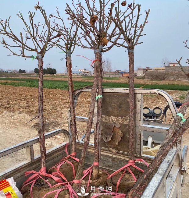 南陽樹狀月季，觀賞效果佳，開始采購了(圖3)