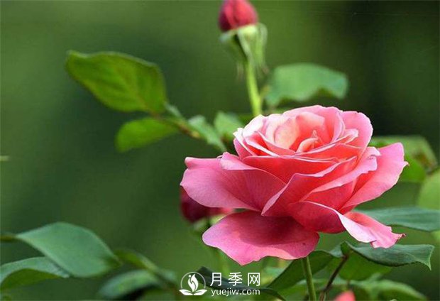 為什么很多＂玫瑰＂其實是月季嗎？(圖1)