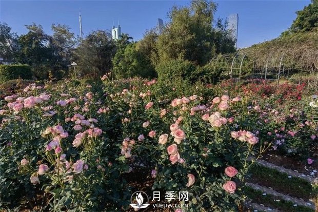 深圳免費月季花展，人民公園月季花盛開(圖1)