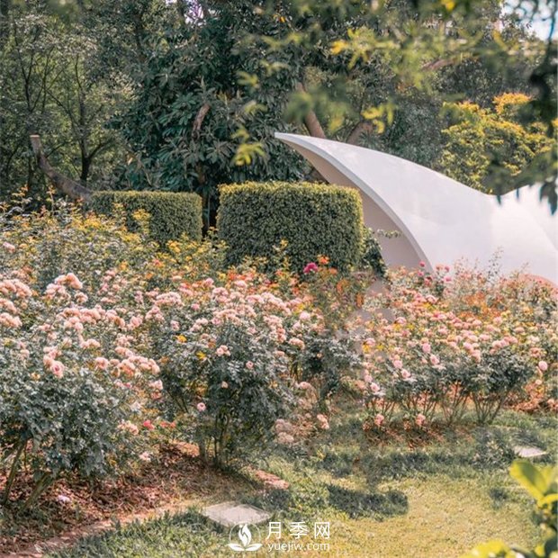深圳免費月季花展，人民公園月季花盛開(圖6)
