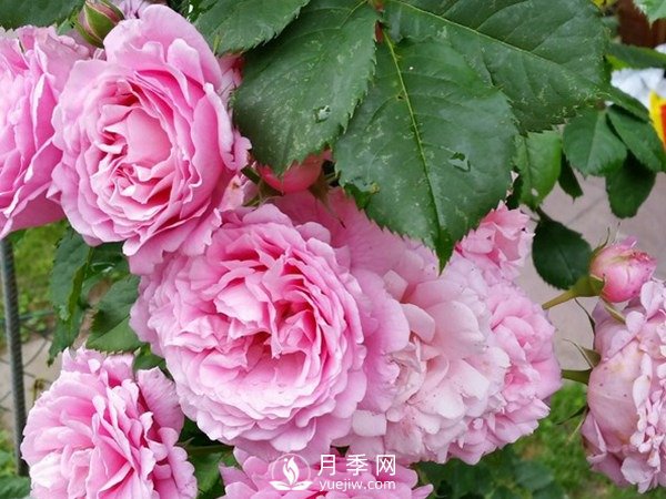 陽(yáng)臺(tái)上種藤本月季方法你知道了嗎？(圖1)