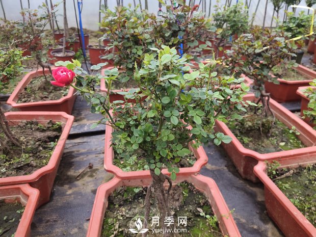 提根月季盆景，養(yǎng)一盆很愜意(圖1)