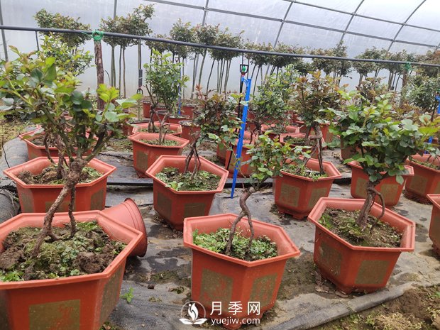 提根月季盆景，養(yǎng)一盆很愜意(圖2)