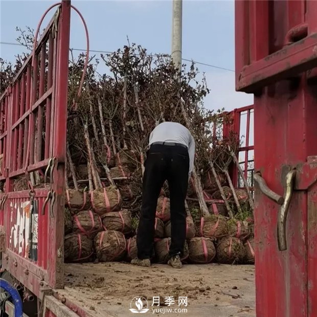 南陽(yáng)精品樹(shù)狀月季，讓城市景觀(guān)更美麗(圖4)