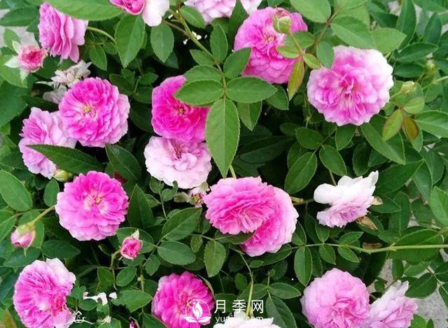 適合陽臺的瑪姬嬸嬸月季，小巧花美有香味，開花到爆盆！(圖1)