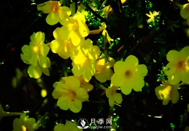 美麗鄉(xiāng)村建設(shè)，種什么花卉苗木比較好？已選月季(圖2)