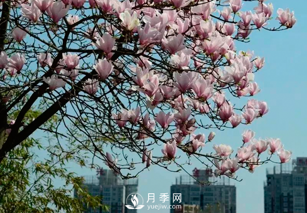 美麗鄉(xiāng)村建設(shè)，種什么花卉苗木比較好？已選月季(圖3)