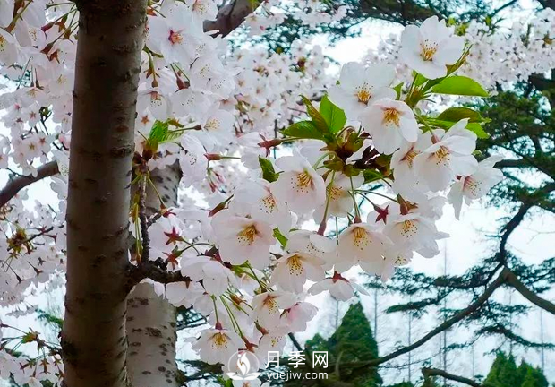 美麗鄉(xiāng)村建設(shè)，種什么花卉苗木比較好？已選月季(圖4)