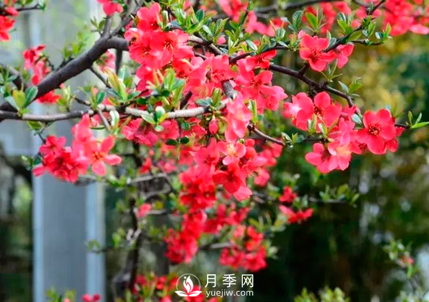 美麗鄉(xiāng)村建設(shè)，種什么花卉苗木比較好？已選月季(圖5)