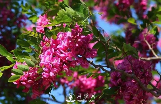 美麗鄉(xiāng)村建設(shè)，種什么花卉苗木比較好？已選月季(圖9)