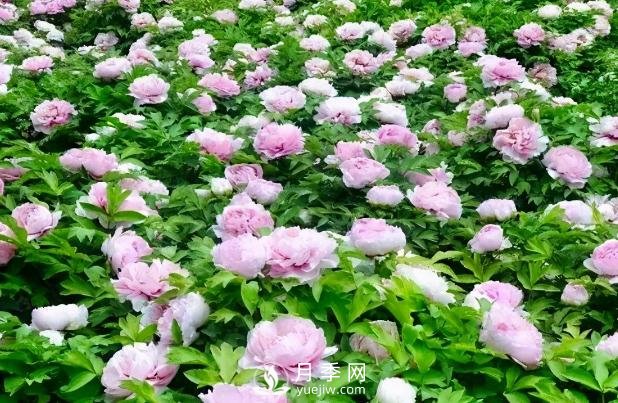 美麗鄉(xiāng)村建設(shè)，種什么花卉苗木比較好？已選月季(圖6)