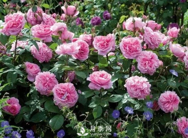 美麗鄉(xiāng)村建設(shè)，種什么花卉苗木比較好？已選月季(圖8)