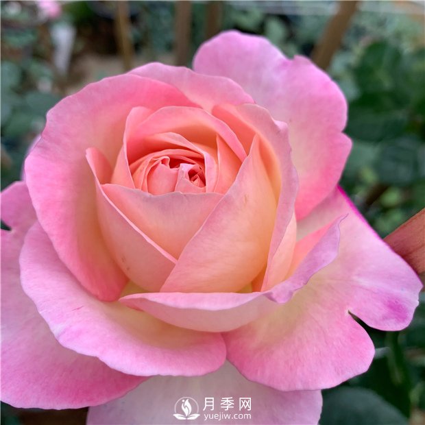 破曉月季，一款濃香型的灌木月季(圖1)
